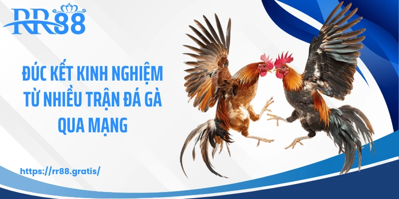Đúc kết kinh nghiệm từ nhiều trận đá gà qua mạng