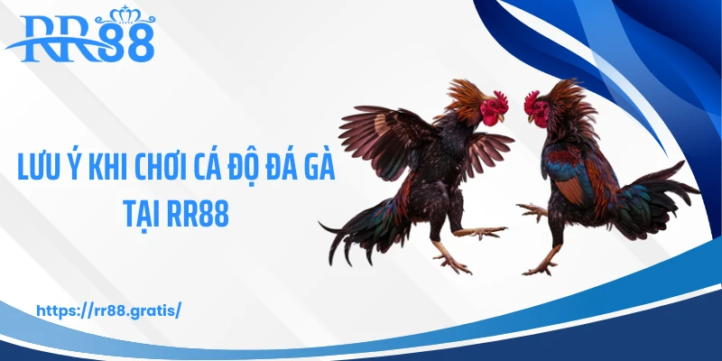 Lưu ý khi chơi cá độ đá gà tại RR88