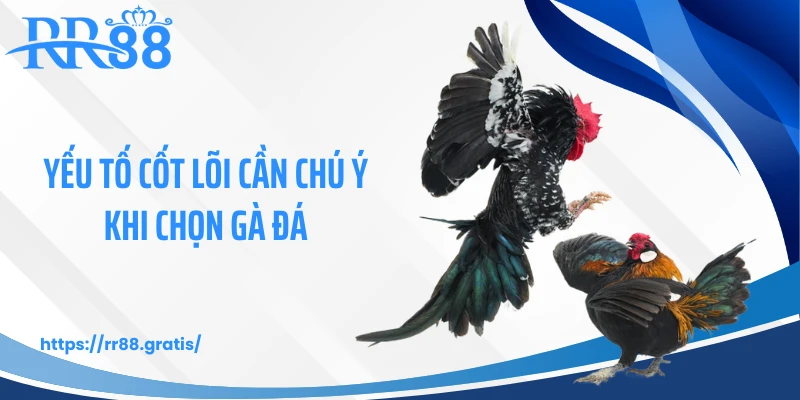 Yếu tố cốt lõi cần chú ý khi chọn gà đá